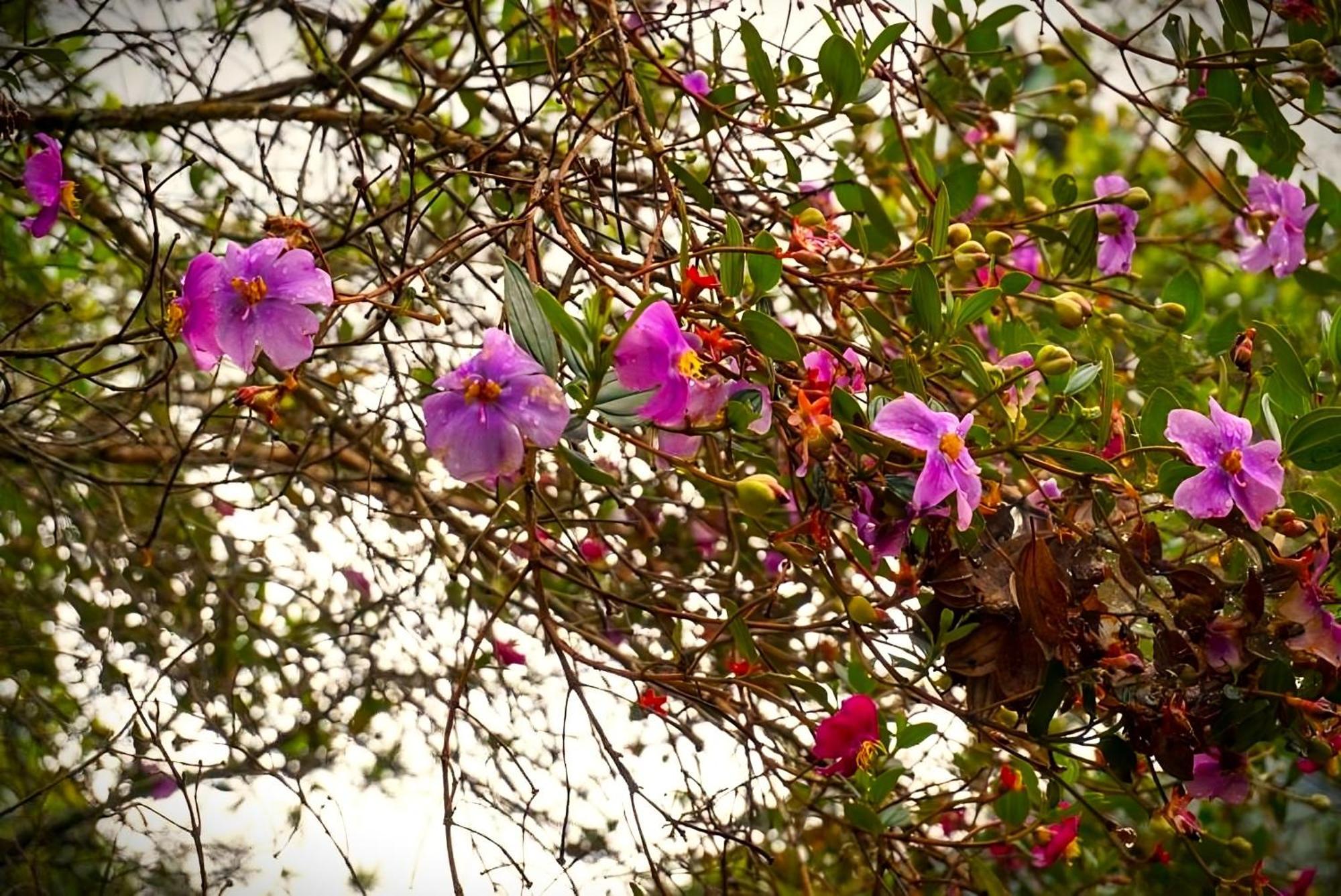 Encanto Minicasitas En Medio De La Naturaleza Santa Elena  Esterno foto